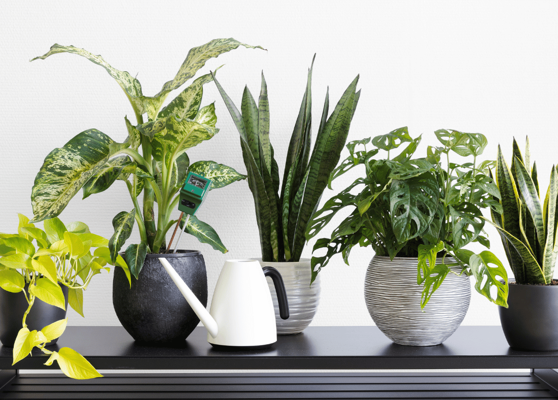 EMF Protecting Plants